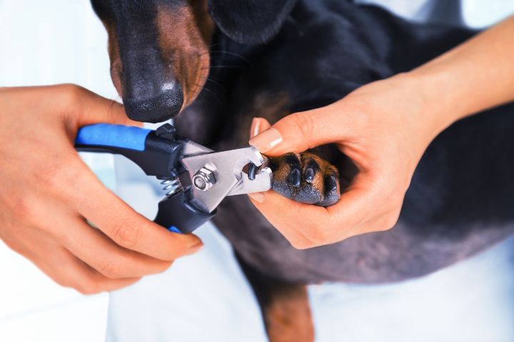 Trim Your Dog’s Nails