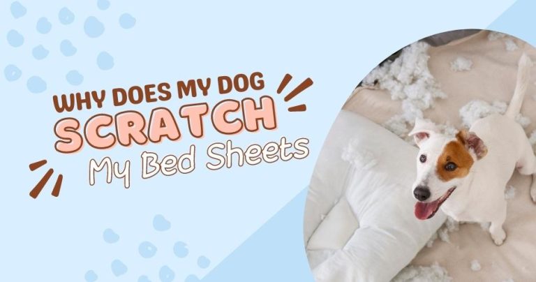 Why Does My Dog Scratch My Bed Sheets?