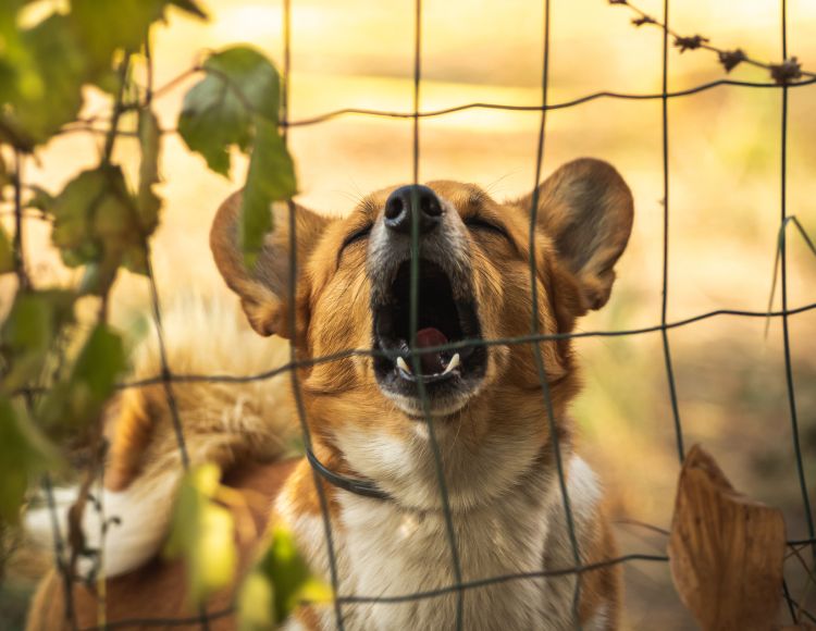 Why Do Corgis Bark So Much