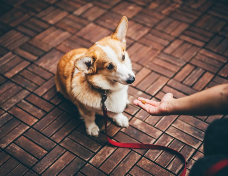 How To Stop Corgis From Barking? How To Stop Corgis From Barking?