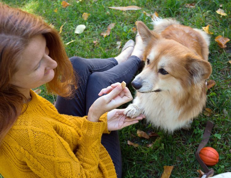 What Does My Corgi’s Bark Mean?  What Does My Corgi’s Bark Mean?