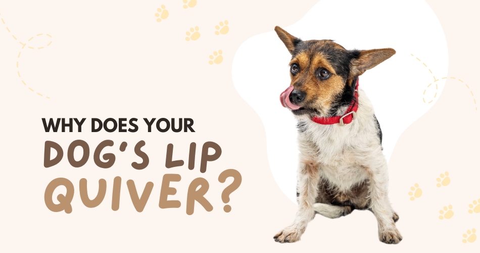 Why Does Your Dog’s Lip Quiver?