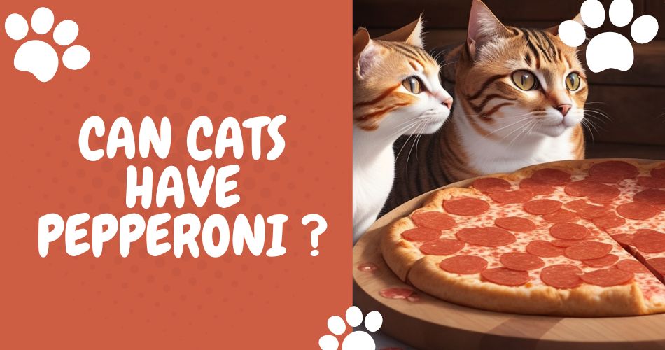 can cats have pepperoni
