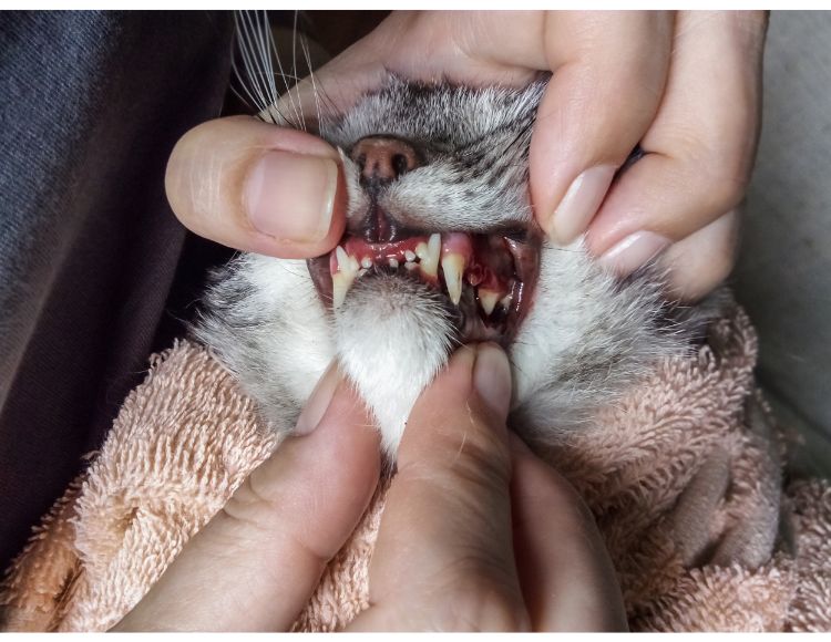 Cat Periodontal Disease
