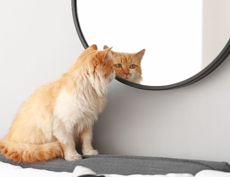 Cats Mirror test