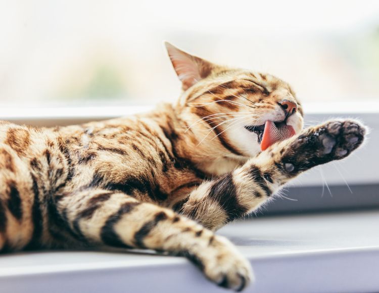 Cats Muscles are Relaxed