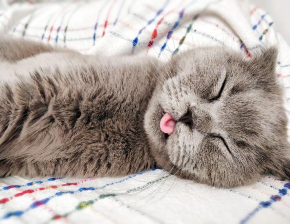 18 Reasons Why Does My Cat Sleep With His Tongue Out