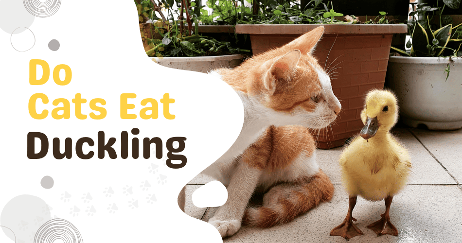 Do Cats Eat Ducklings