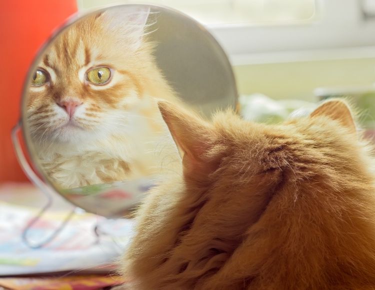 Do Cats Recognize Themselves in the Mirror