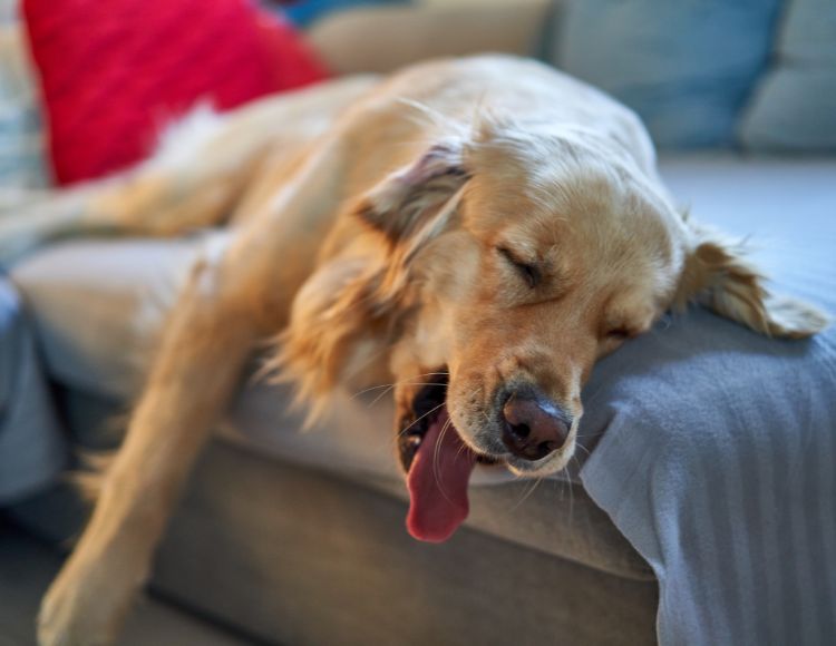 13 Reasons Why Your Dogs Sleep With Their Tongue Out