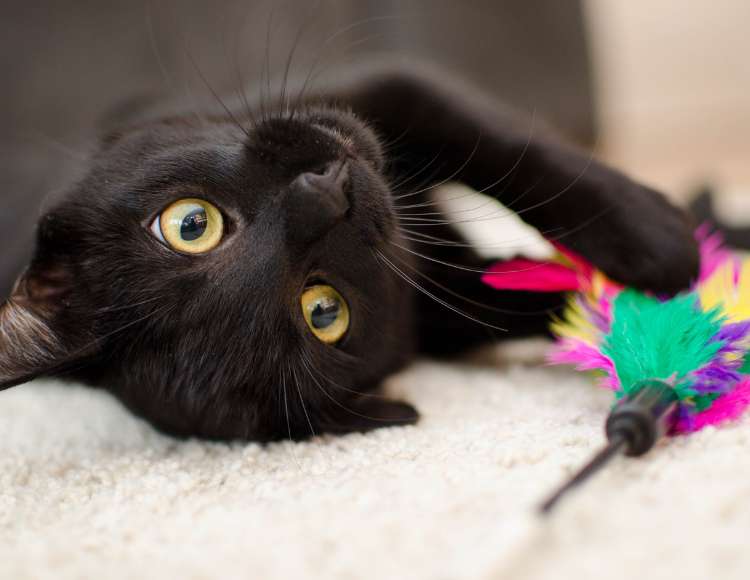 Attention-Seeking Behavior