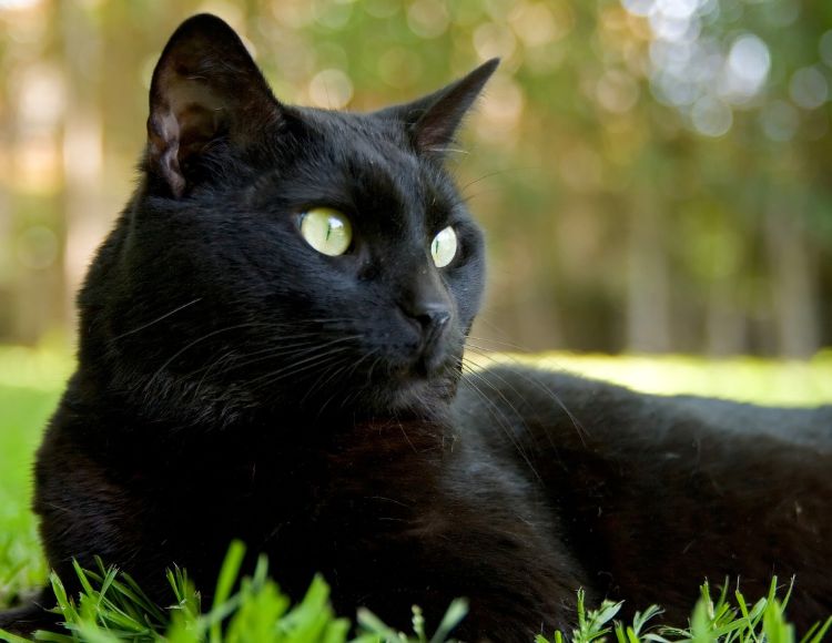 Cat Stress and Anxiety