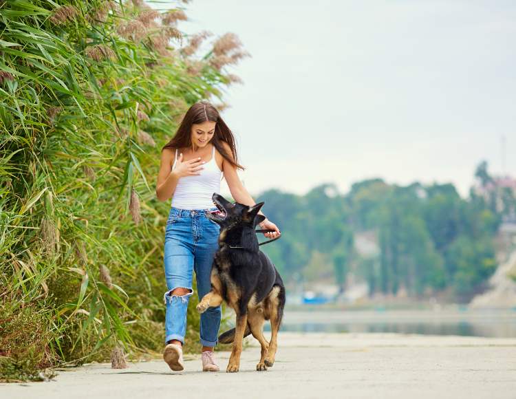 Dog Attention seeking Behaviour
