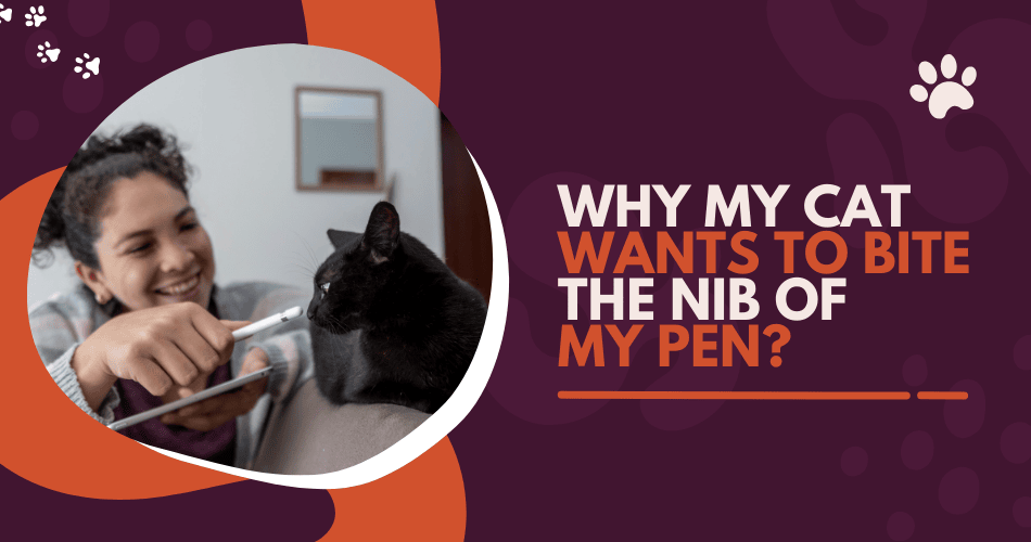 Why my cat wants to bite the nib of my pen