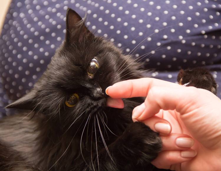 Cats Licks Your Skin