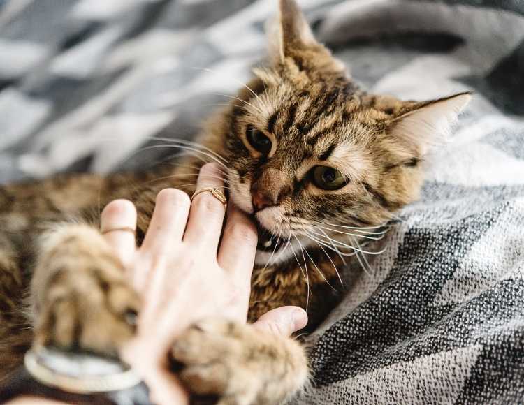 Establishing a Bedtime Routine