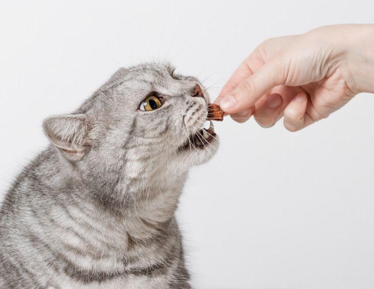 Food and Treats for cats