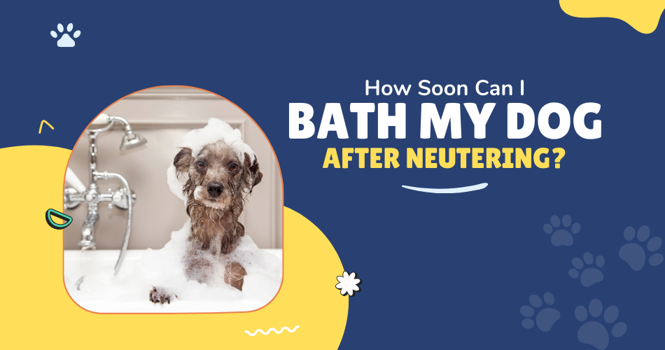 How Soon Can I Bath My Dog After Neutering