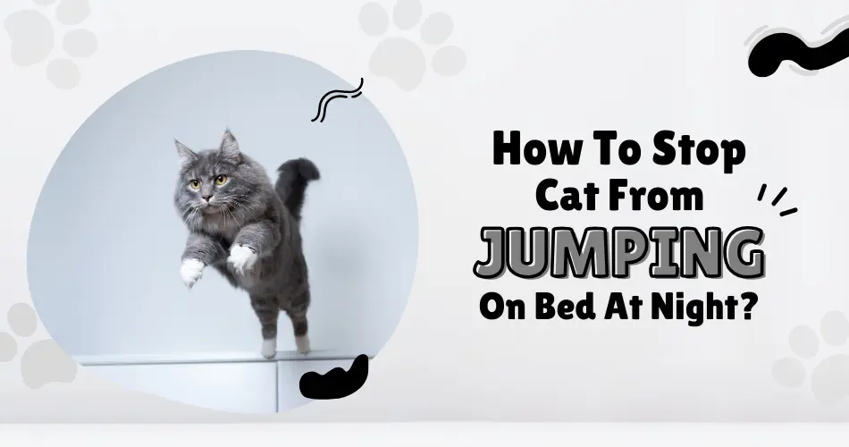 How-To-Stop-Cat-From-Jumping-On-Bed-At-Night