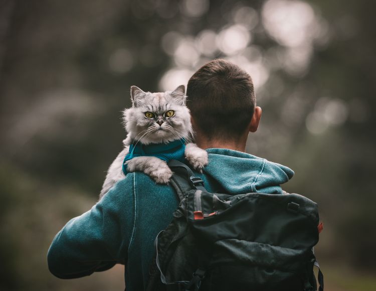 Why Is My Cat Obsessed With Me? The Fit Pets