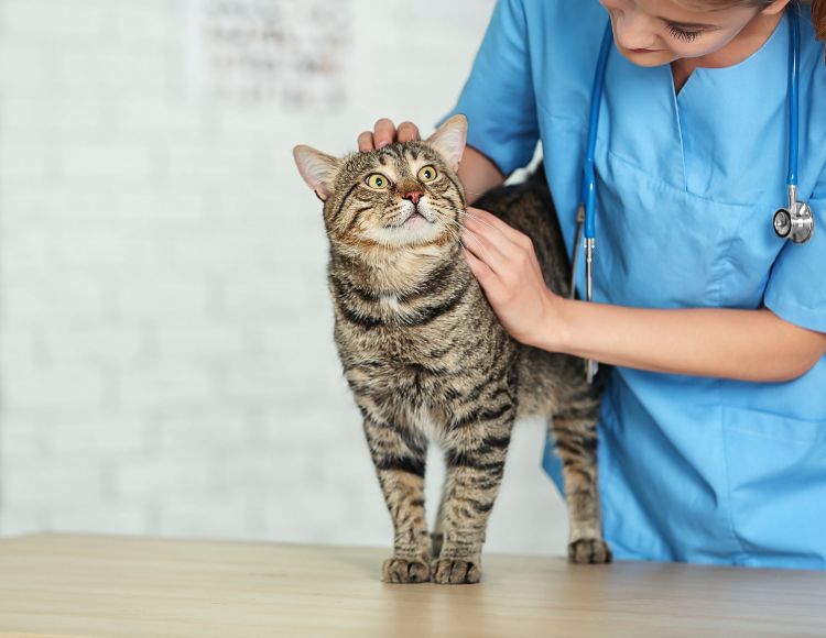 Seek Professional Help for cat