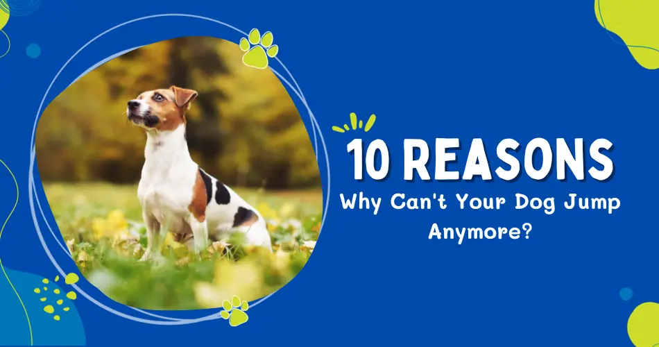 10 Reasons Why Can't Your Dog Jump Anymore