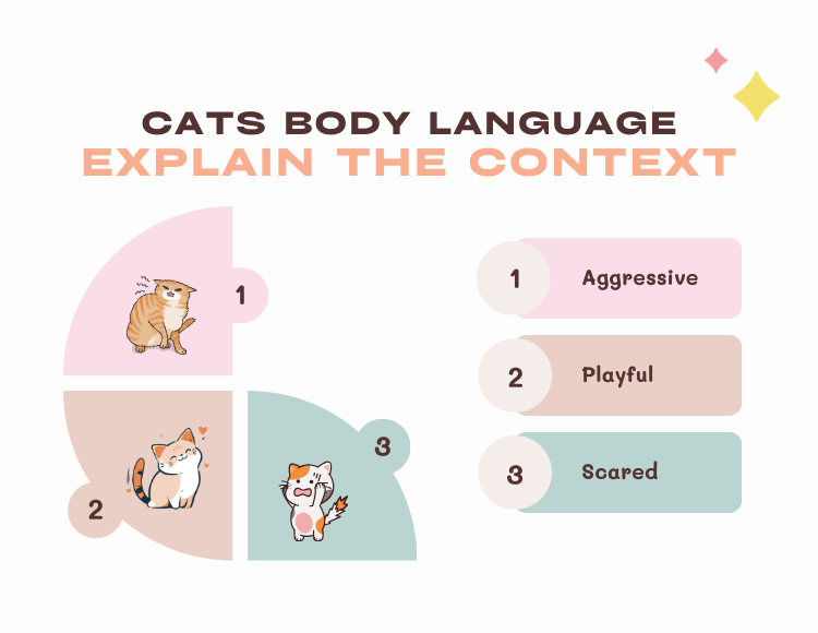 Cats Body Language Explain the Context