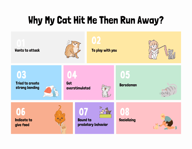 Reason Why My Cat Hit Me Then Run Away