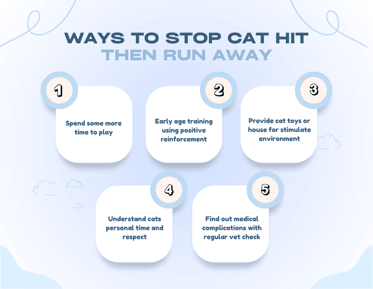 Ways to Stop Cat Hit Then Run Away