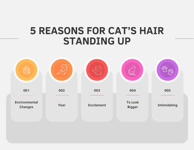 5 Reasons For Cat’s Hair Standing Up
