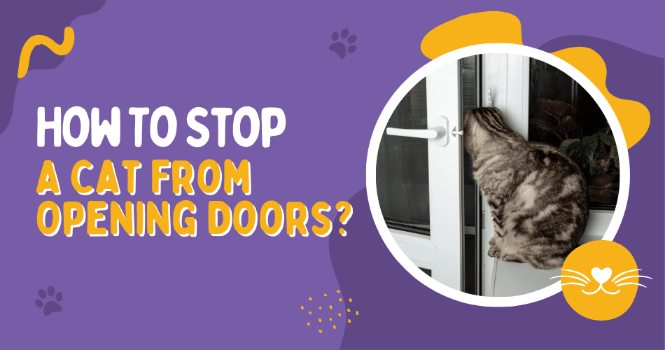 How To Stop A Cat From Opening Doors