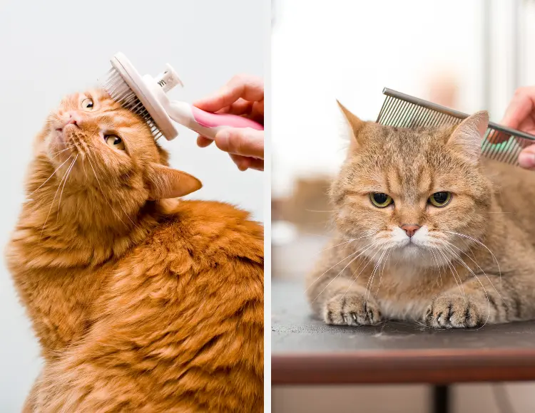 overgrooming cat