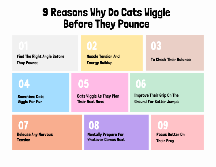 9 Reasons Why Do Cats Wiggle Before They Pounce