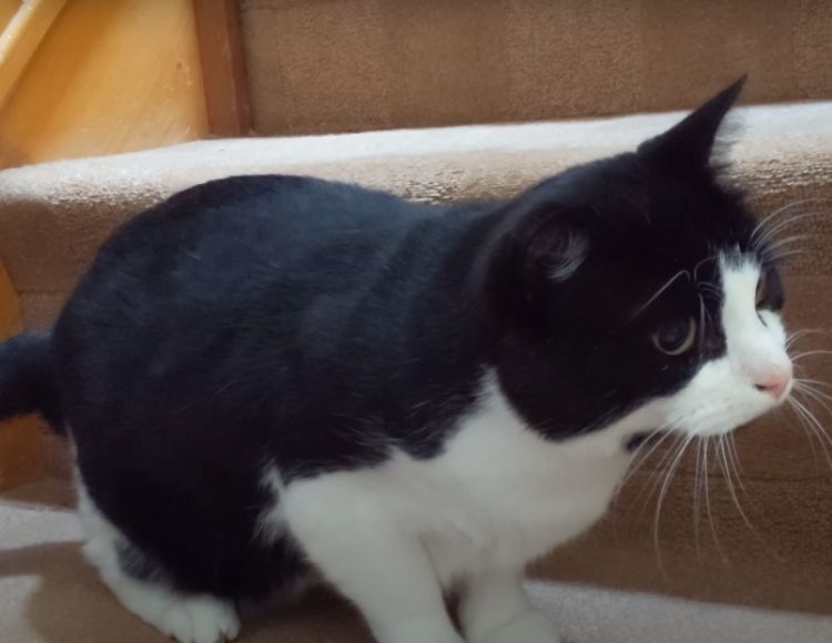 9 Reasons Why Do Cats Wiggle Before They Pounce