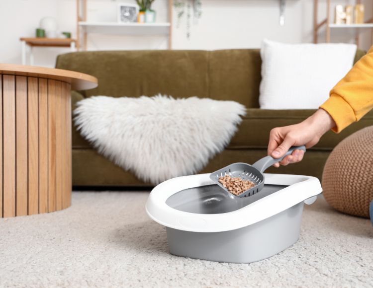 Why Has My Cat Stopped Using The Litter Tray at Krista Hutton blog