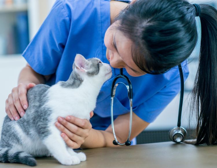 Why Did My Cat Stop Using The Litter Box (9 Reasons & Solutions)