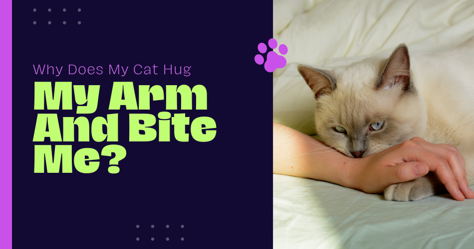 Why Does My Cat Hug My Arm And Bite Me