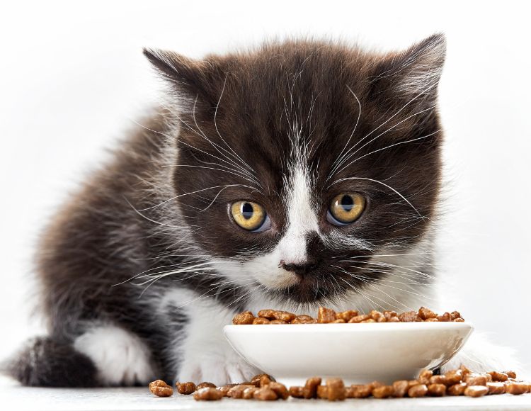 Theories Behind the Puzzle of Toy Collection in Food Bowls
