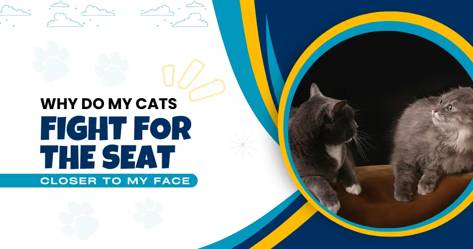 Why Do My Cats Fight For The Seat Closer To My Face