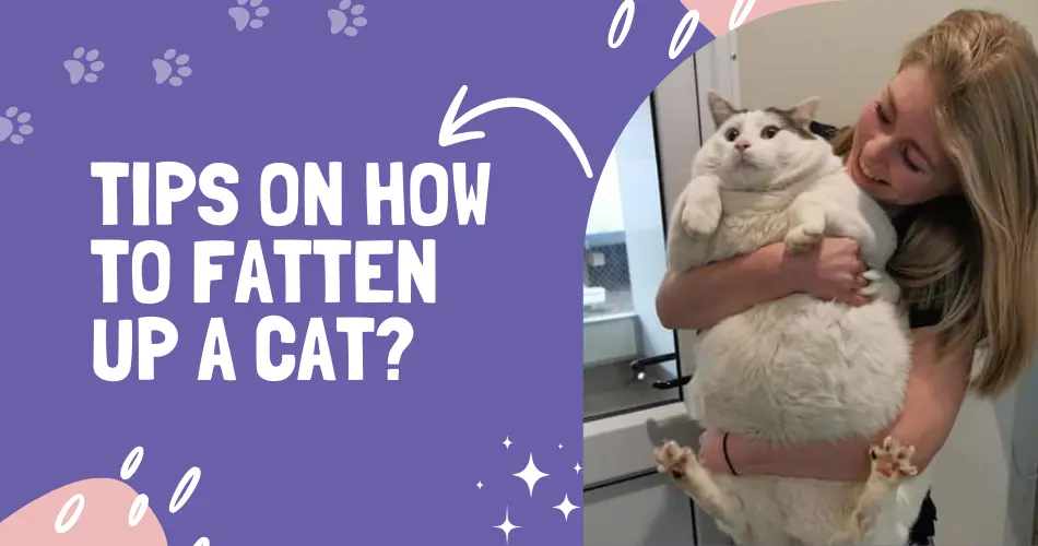 Tips on How To Fatten Up A Cat