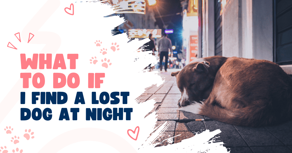 What to Do If I Find a Lost Dog At Night