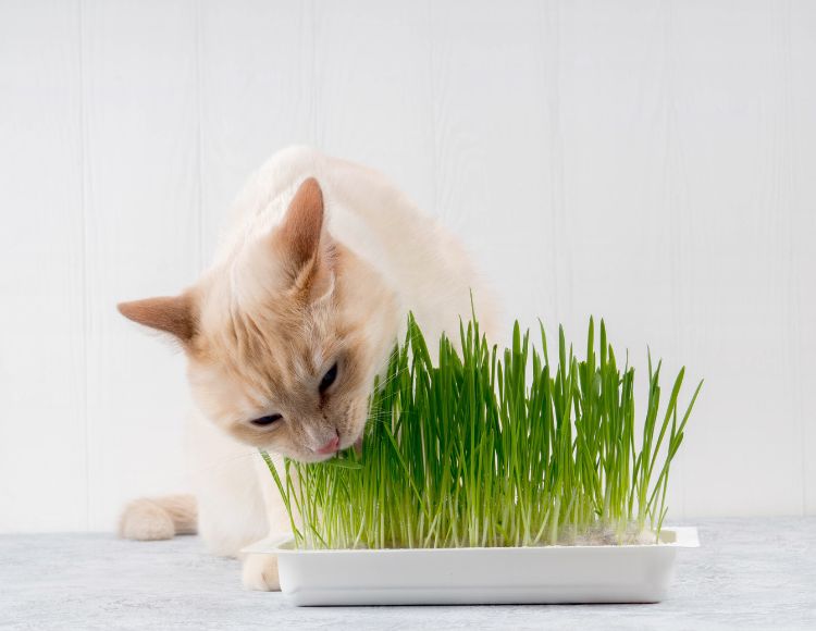 what is cat grass