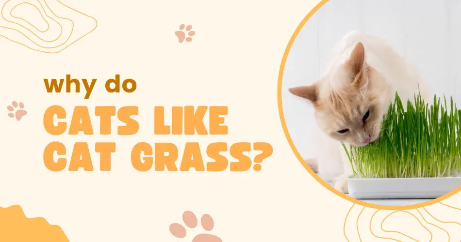 why do cats like cat grass