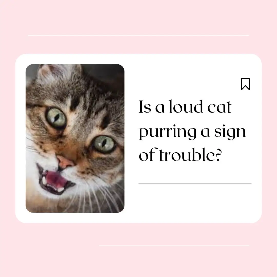 Is a loud cat purring a sign of trouble