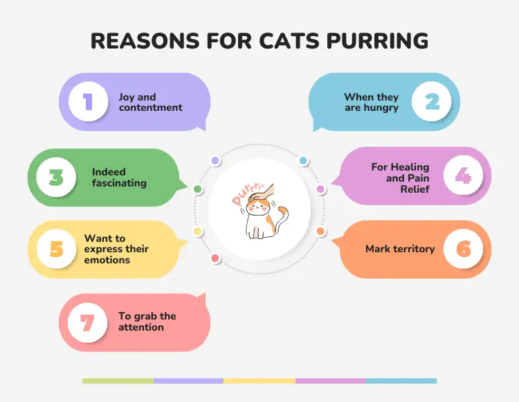 Reasons for cats purring