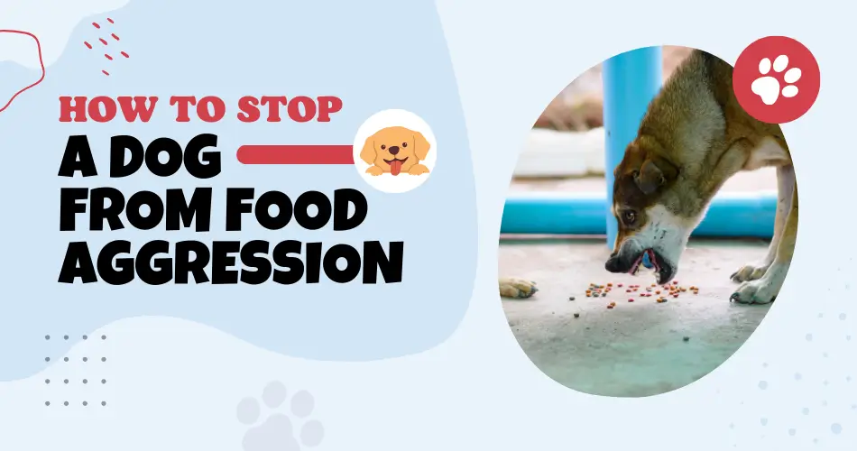 How to stop a dog from food aggression