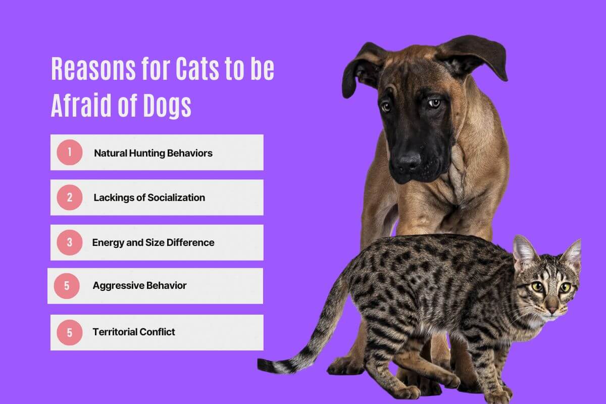Reasons for Cats to be Afraid of Dogs