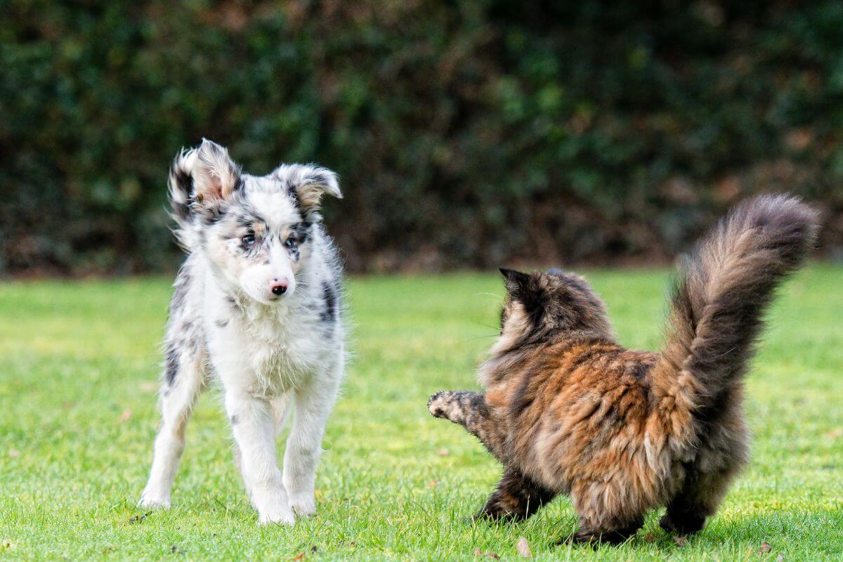 What a Cat Feels When It Sees a Dog