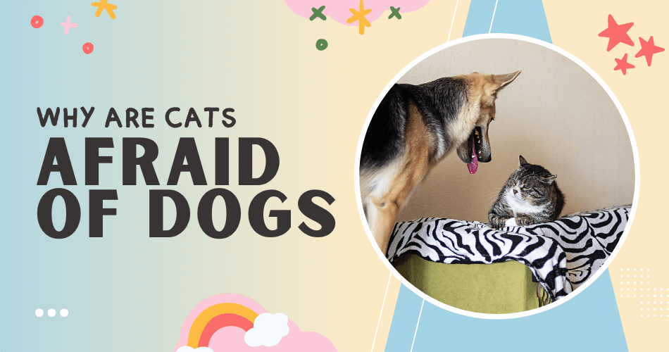 why are cats afraid of dogs