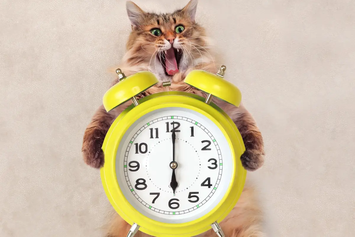 When Your Cat Is Going Mad